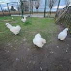 Zuivere witte Zijdehoenders, Dieren en Toebehoren