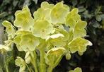 Helleborus Argutifolius, Tuin en Terras, Planten | Struiken en Hagen, Ophalen