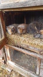 Dwergkonijn, Dieren en Toebehoren, Meerdere dieren, Dwerg, 0 tot 2 jaar