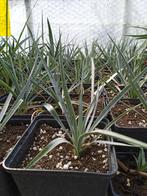 yucca rostrata, Jardin & Terrasse, Plantes | Jardin, Enlèvement