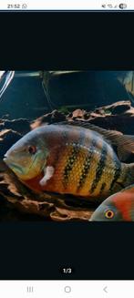Heros red tiger, Dieren en Toebehoren, Vissen | Aquariumvissen
