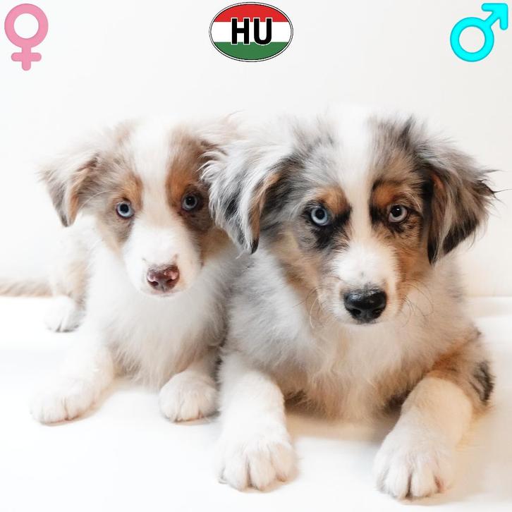 Miniature American Shepherd - pups te koop, Dieren en Toebehoren, Honden | Herdershonden en Veedrijvers, Meerdere dieren, Overige rassen