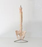 Anatomie Model / schoolstudie ruggengraat en bekken, Ophalen of Verzenden