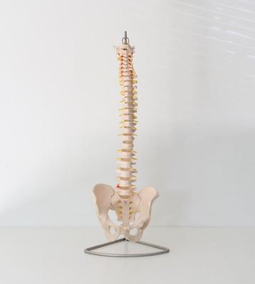 Anatomie Model / schoolstudie ruggengraat en bekken beschikbaar voor biedingen
