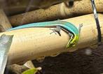 Phelsuma klemmeri, Hagedis, Tam, 0 tot 2 jaar