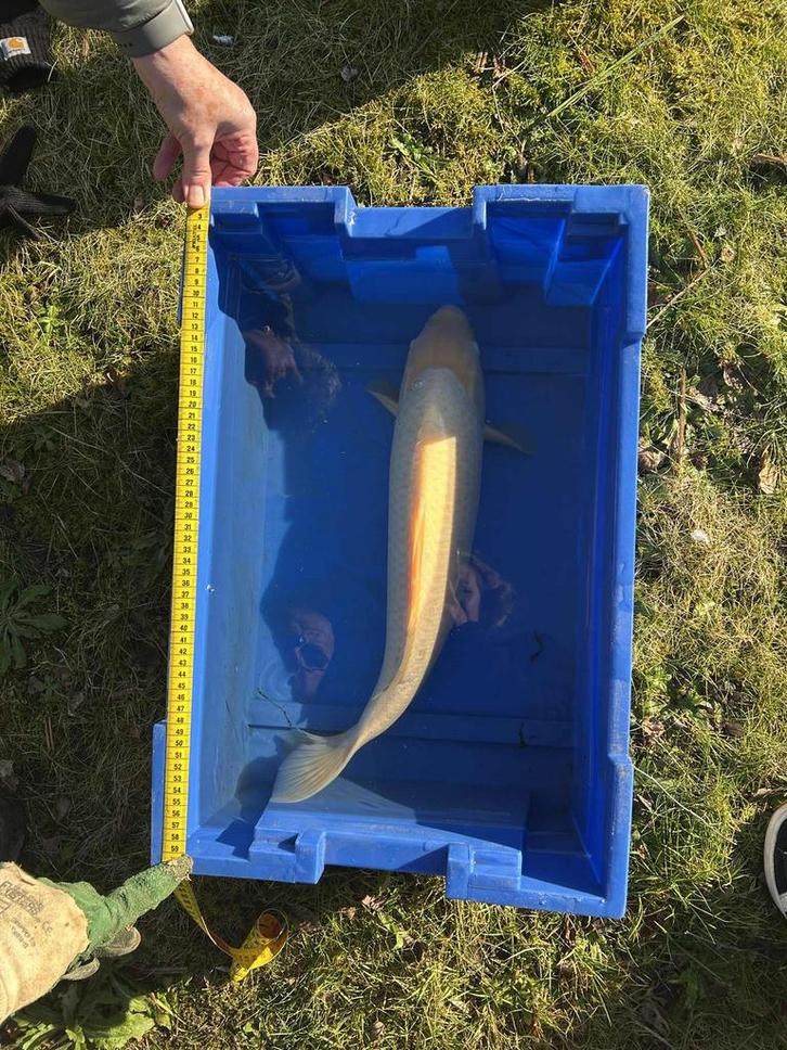 Koi, Dieren en Toebehoren, Vissen | Vijvervissen, Karper of Koi