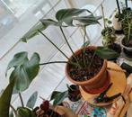 Plante d'intérieur  -  Monstera * Deliciosa*, Enlèvement