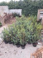 ‼️Osmanthus Burkwoodii aan stuntprijzen ‼️, Enlèvement, Taxus