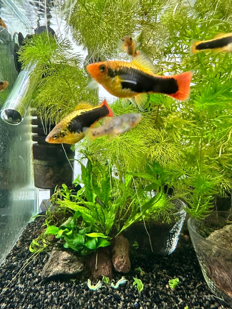 Platy Tuxedo Hawai - PRACHTIG - levendbarend, Animaux & Accessoires, Poissons | Poissons d'aquarium, Poisson d'eau douce, Poisson