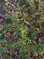 Duindoorn Hippophae rhamnoides, Enlèvement, Arbuste