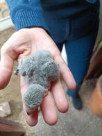 Agapornis, Tam