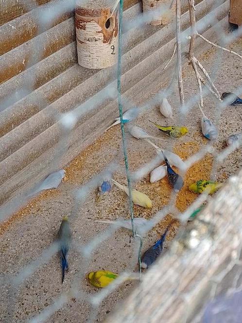 Verschillende kleuren jonge grasparkietjes van 2025, Dieren en Toebehoren, Vogels | Parkieten en Papegaaien, Parkiet, Meerdere dieren