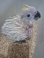 Cacatoès à crête jaune de taille moyenne, Bagué