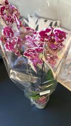 Orchidee phalaenopsis, Ophalen