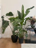 Set of 2 strelitzia 1m75 + 1 big terra cota pot, En pot, Plein soleil, Plante à fleurs, Palmier