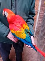 geelvleugel ara, Dieren en Toebehoren, Meerdere dieren, Papegaai, Geringd