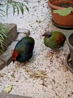 RoulRouls, Dieren en Toebehoren, Vogels | Overige Vogels