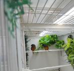 Indische Nonpareils, Meerdere dieren, Tropenvogel, Geringd