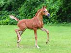 Arabisch halfbloed Hengstje, Dieren en Toebehoren, Paarden, Hengst, Gechipt, 0 tot 2 jaar