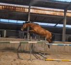 Drachtige springmerrie Zwiep des Fontaines (Freebird), Merrie