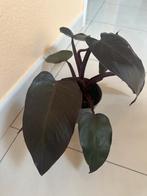 Philodendron pink princess, Huis en Inrichting, Kamerplanten, Ophalen, Overige soorten, Halfschaduw, In pot