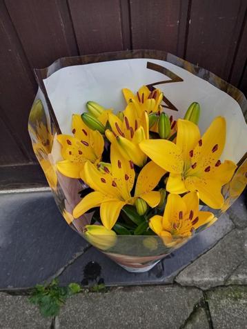 Lilium lelie beschikbaar voor biedingen