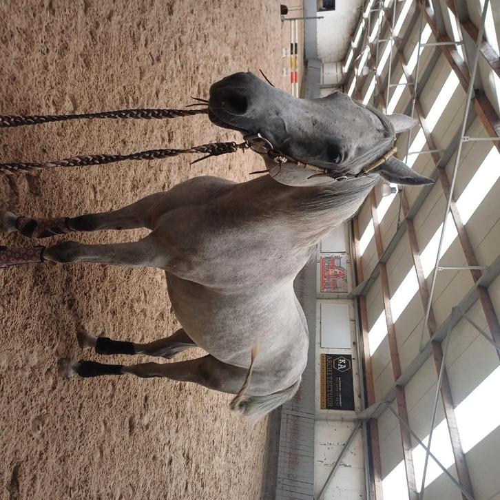 Volbloed arabier, Dieren en Toebehoren, Paarden, Ruin, Zadelmak, 7 tot 10 jaar, Met stamboom, Gechipt, Ontwormd, Ingeënt
