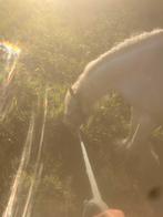 Tinker, Dieren en Toebehoren, Paarden