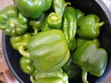 paprika's uit de tuin beschikbaar voor biedingen
