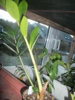 Zamioculcas of Zz plant een kamerplant, Autres espèces, En pot, Moins de 100 cm, Enlèvement