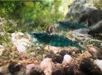 Blauwe garnalen Neocaridina Davidi aquarium levering mogel.