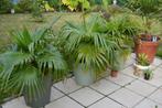 palmboom livingstonia chinensis te ruil., Tuin en Terras, Ophalen, Bloeit niet, Halfschaduw, 100 tot 250 cm