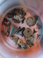 Fossiele haaientanden en roggestekels, Ophalen of Verzenden