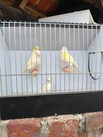 4-4 geel mozaïek kanaries, Dieren en Toebehoren, Vogels | Kanaries