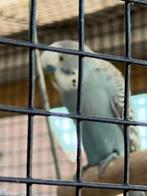 Grasparkieten, Animaux & Accessoires, Oiseaux | Perruches & Perroquets