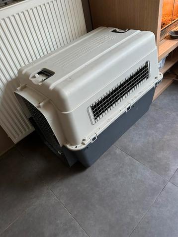 Reisbench hond, Enlèvement