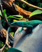 Gastropholis prasina bewezen kweekkoppel 1.1, Dieren en Toebehoren, Reptielen en Amfibieën