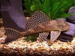 Plecostomus, Dieren en Toebehoren, Vis, Zoetwatervis