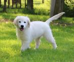 Golden retriever pups, CDV (hondenziekte), Meerdere, Golden retriever, Teef