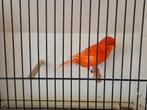 Rode kanaries, Dieren en Toebehoren, Meerdere dieren, Kleurkanarie