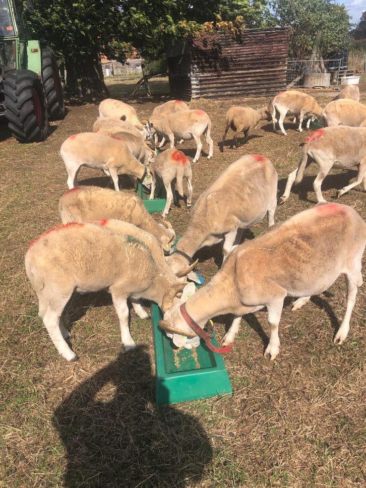 Te koop: schapen, Dieren en Toebehoren, Schapen, Geiten en Varkens, Schaap, Meerdere dieren