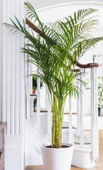 Palmier d interieur, Huis en Inrichting, Kamerplanten, Ophalen, Palm