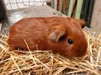 Jonge rode (ras)cavia's, Dieren en Toebehoren, Knaagdieren, Cavia, Augustus, Meerdere dieren, Tam