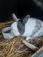 Te koop dwerg konijnen., Dieren en Toebehoren, Konijnen, Dwerg