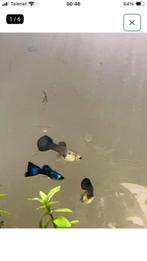 Baby guppen blue moskow