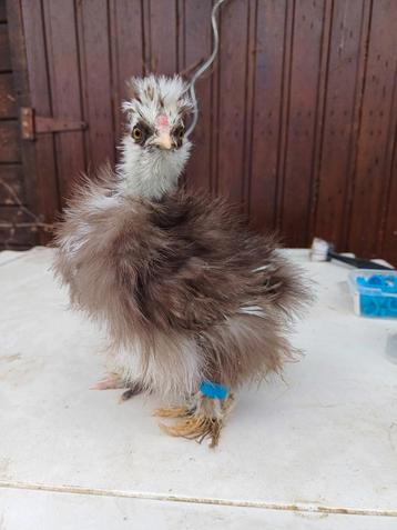 USA zijdehoender | Haan choco mottled beschikbaar voor biedingen