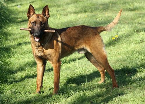 mechelse herder dekreu knpv bloedlijn, Dieren en Toebehoren, Honden | Dekreuen, Reu, Particulier, Eén hond, Nederland, 1 tot 2 jaar