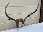 Gewei taxidermie schedel vintage retro, Ophalen, Hert, Gewei of Kop
