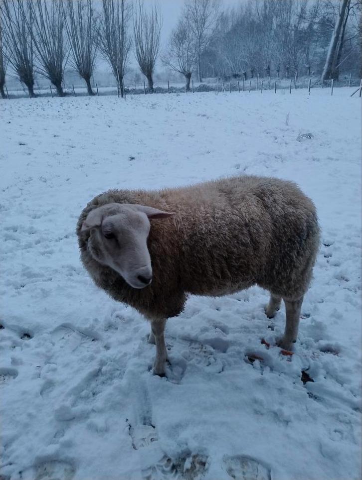 Swifter-texel Type ramlam te koop, Dieren en Toebehoren, Schapen, Geiten en Varkens, Schaap, Mannelijk, 0 tot 2 jaar