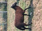 2 ooilammeren van begin maart te koop., Vrouwelijk, Schaap, 0 tot 2 jaar